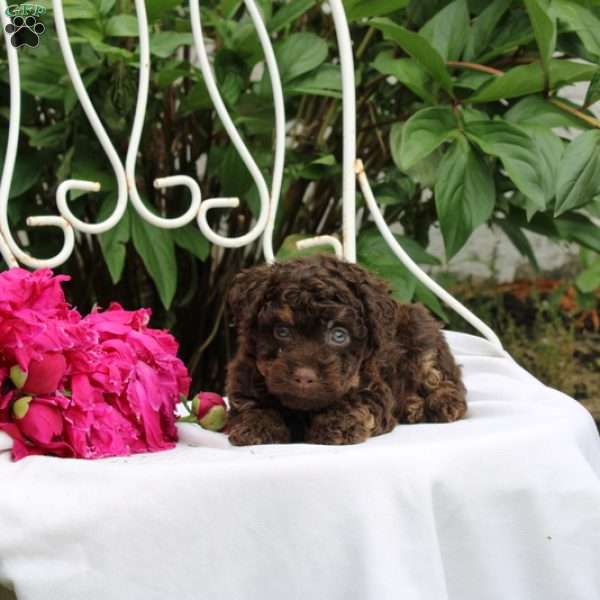 Ian, Toy Poodle Puppy